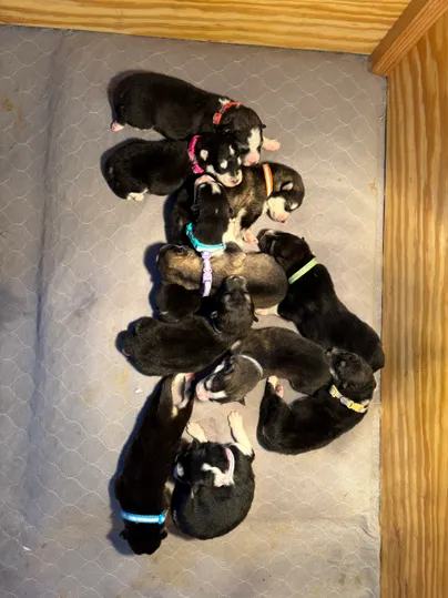 Newborn puppies