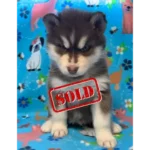 Skye & Hank's Litter - 3