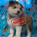 Skye & Hank's Litter - 4