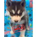 Skye & Hank's Litter - 5