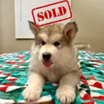Puppy-2
