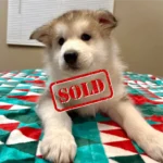Puppy-3