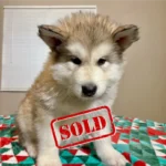 Puppy-5
