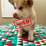 Puppy-6