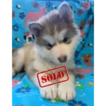 Skye & Hank's Litter - 6