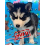 Skye & Hank's Litter - 1